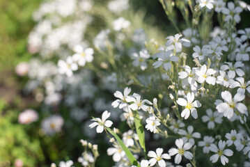 White flowering Cerastium tomentosum (Cerastium tomentosum)