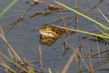 Iberian waterfrog on the shore of a lake
