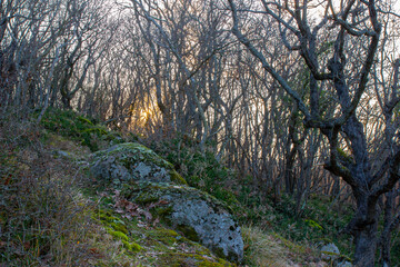 sunset in the forest. spring forest bare branches and through the rays of the sun, in the foreground stones with green moss