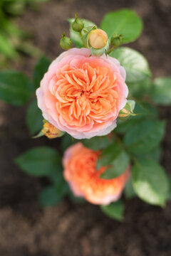 Nostalgic Hybrid Tea Rose Chippendale. Beautiful bush of yellow pink roses in a summer garden. Rose garden.
