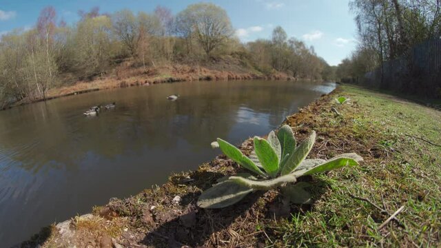 A Birmingham UK canal scene with weed and swimming ducks on the water
