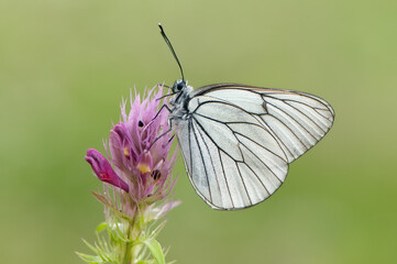 Aporia crataegi butterfly on a wild flower early in the morning waiting for the first rays of the sun