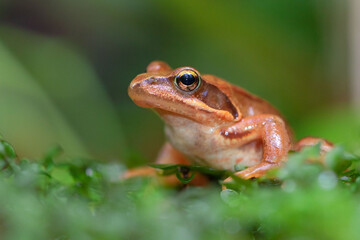 The common frog also known as the European common frog