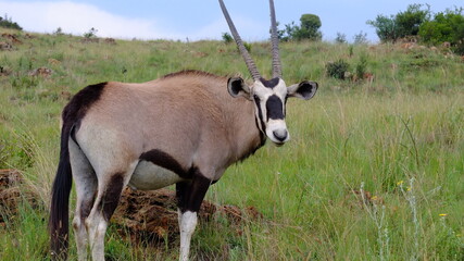 South Africa Gemsbok, Oryx gazella, antelope in grass