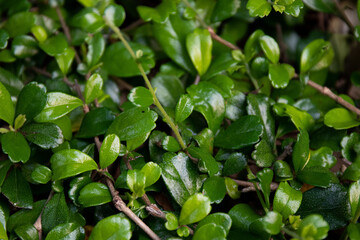 Beauty of Nature, Close up Fresh  Green  Leaf