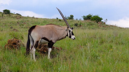 South Africa Gemsbok, Oryx gazella, antelope in grass