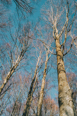 perspective of a tree seen from below in the winter season, with the branches without leaves