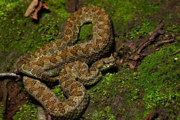 Emerald Horned Pit viper Ophryacus smaragdinus
