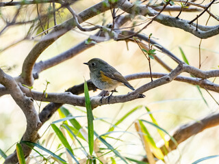 red-flanked bluetail songbird perched in a bush 2