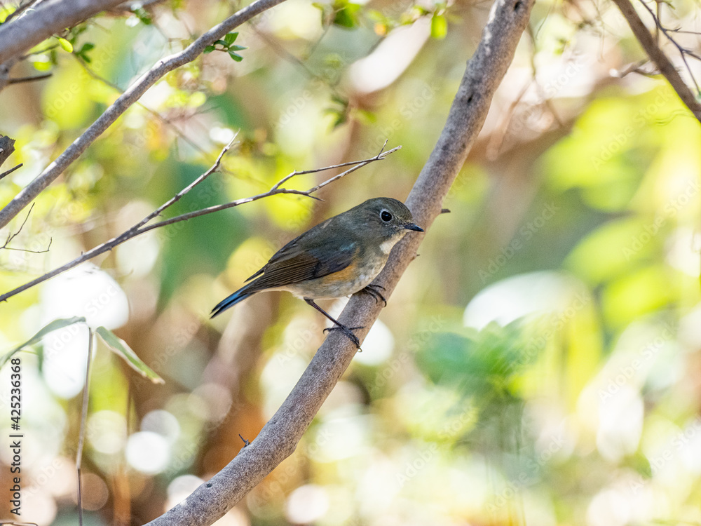 Poster red-flanked bluetail songbird perched in a bush 13