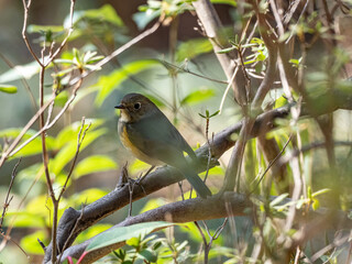 red-flanked bluetail songbird perched in a bush 11
