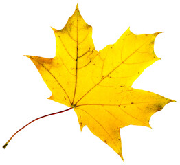 autumn leaf isolated on white