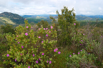 krajobraz g&oacute;ry niebo chmury rośliny widok