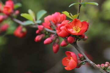 赤色のボケの花