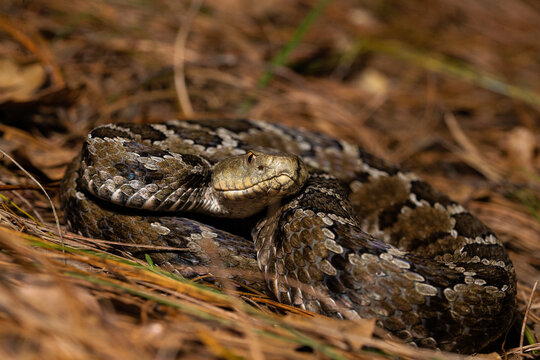 Mexican Pigmy Rattlesnake Crotalus Ravus