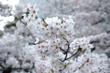 Cherry blossoms in Japan. it's spring.