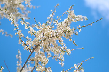 Cherry blossoms on a blue sky. Spring flowers. Spring Background with bokeh