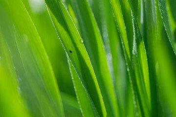 Fototapeta na wymiar Close up Of Raindrops On Fresh Green Grass on a blurred background. Lush Green Grass on Meadow. Shallow depth of field.