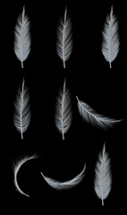 Collection set of white soft feathers transparent isolated each element on black background .3d render Illustration.