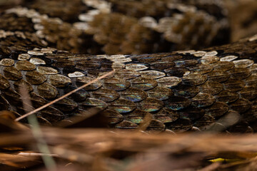 Obraz premium Mexican pigmy rattlesnake Crotalus ravus scale