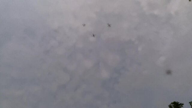 Swarm of mosquitoes buzzing in nature. Annoying insects looking up with sky background. Mosquitoes are small flies parasites sucking blood-Dan