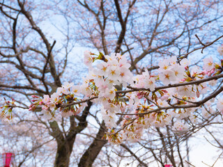 空と桜の花