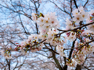 空と桜と