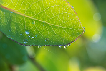 Close-Up Of Raindrops On Leaves. Water drops on leaf on a blurred background.  Shallow depth of field.