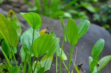 Green leaves and rocks