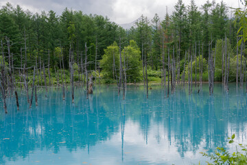 緑の森を映す初夏の青い池　美瑛町
