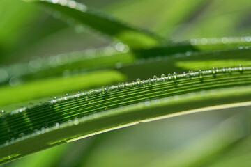 Close up Of Raindrops On Fresh Green  Grass on a blurred background. Lush Green Grass on Meadow. Shallow depth of field.