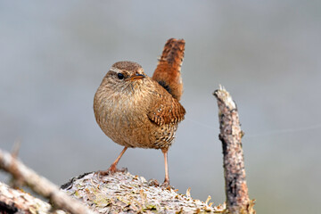 Zaunkönig // Eurasian wren (Troglodytes troglodytes) 