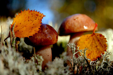 orange cap boletus