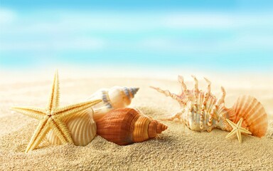seashells on the beach
