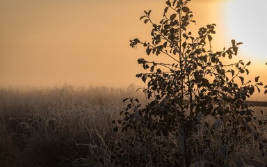 sunrise in the field