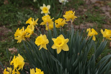 Fototapeta premium Narcissus - Beautiful spring flowers blooming in the garden
