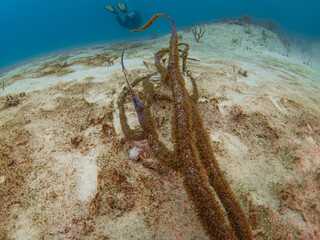 Old ropes covered with polyps sunk to bottom of sea and a hermit crab standing beside (Playa del...