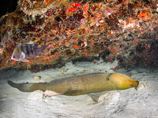 Green moray lying upside down on a sand bottom (Playa del Carmen, Quintana Roo, Yucatan, Mexico)