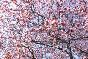 Pink Cherry Blossoms against a blue sky.