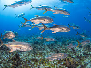 Fototapeta premium Massive school of Crevalle jack (Playa del Carmen, Quintana Roo, Yucatan, Mexico)