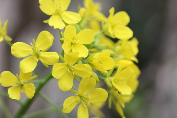 菜の花のクローズアップ