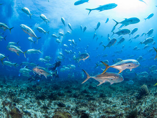 Massive school of Crevalle jack (Playa del Carmen, Quintana Roo, Yucatan, Mexico)