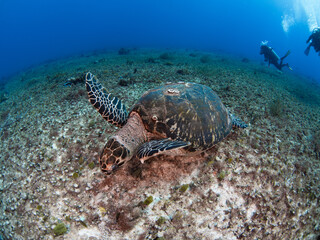 Hawksbill turtle eating corals (Playa del Carmen, Quintana Roo, Yucatan, Mexico)