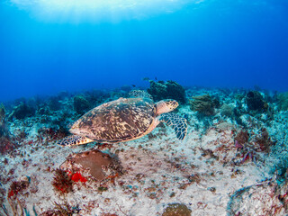 Fototapeta na wymiar Hawksbill turtle swimming in a coral reef (Playa del Carmen, Quintana Roo, Yucatan, Mexico)