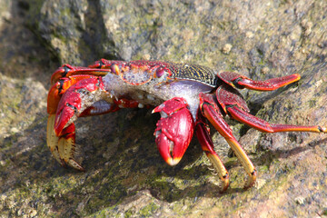 rote_Klippenkrabbe