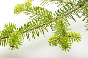 fir tree branch on a white background