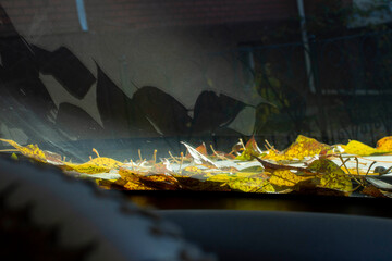 the icy windshield and hood of the car, covered with white frost and fallen yellow leaves.