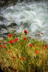 red poppies with whitewater river in the background - spring concept