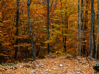 trail of yellow leaves autumn forest fresh air tall trees nature