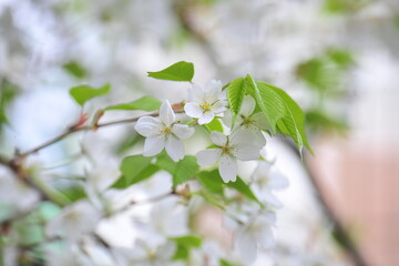 Cherry Blossom